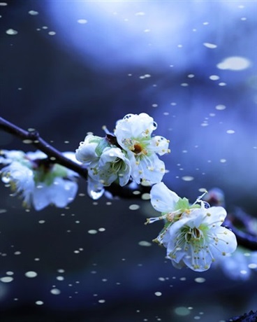 Bìa truyện Bất Kiến Sính Đình Đái Tuyết Thời (不见娉婷带雪时)