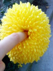 Bìa truyện Cúc Hoa Bị Bạo (菊花被爆)