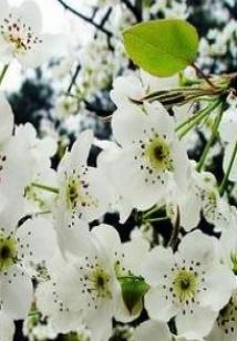 Bìa truyện Thắng Cảnh (胜境)